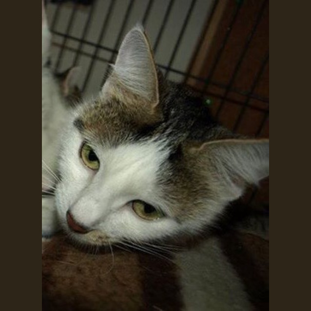 Photo of Polly Adoption Fee $120