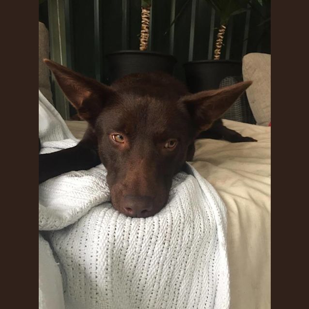 Photo of Boomer **Adopted**