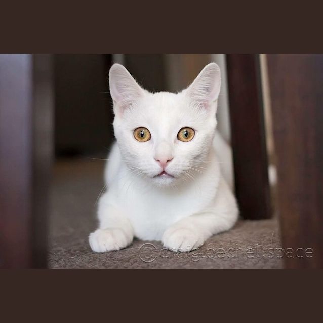 Photo of Curlea Kitten