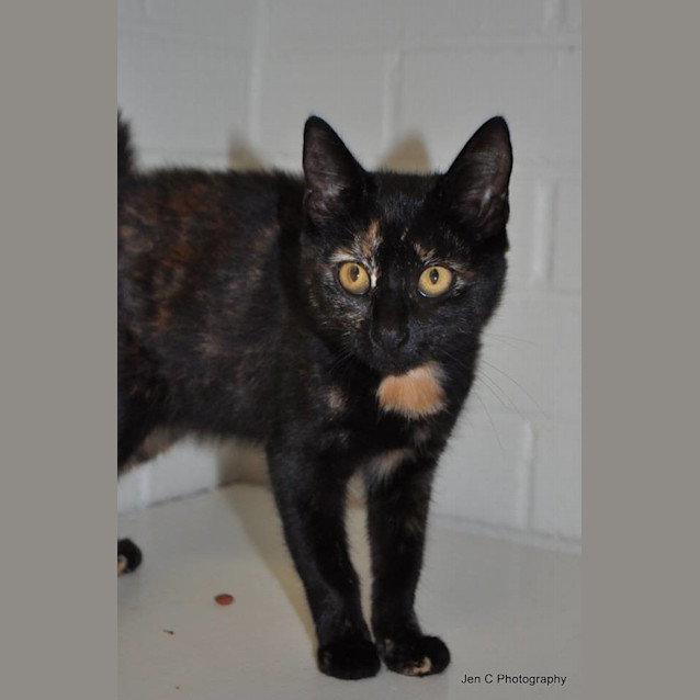 Photo of Marmion (0956)