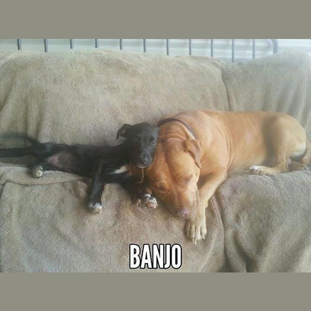Photo of Banjo