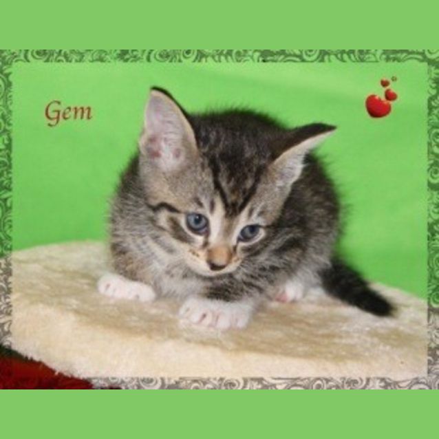 Photo of Gem 