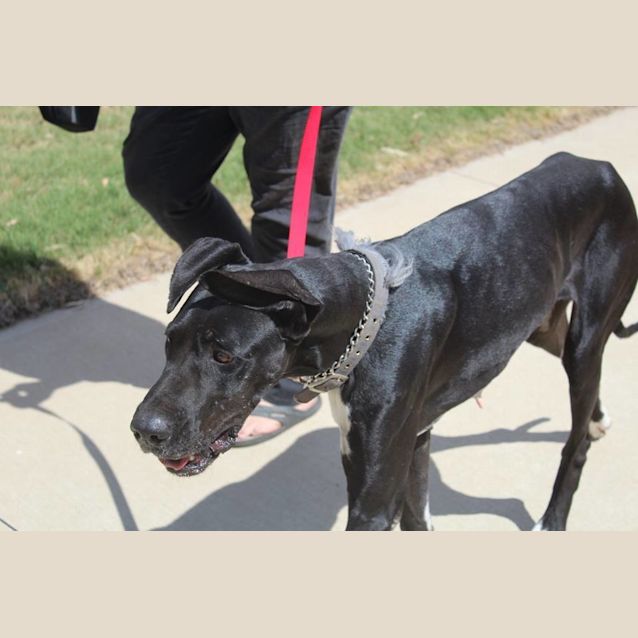 Photo of Missy (Nsw)