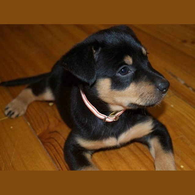 Photo of Roxy 