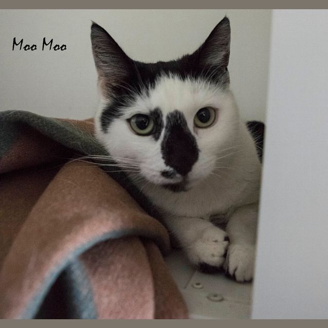 Photo of Moo Moo Id30138