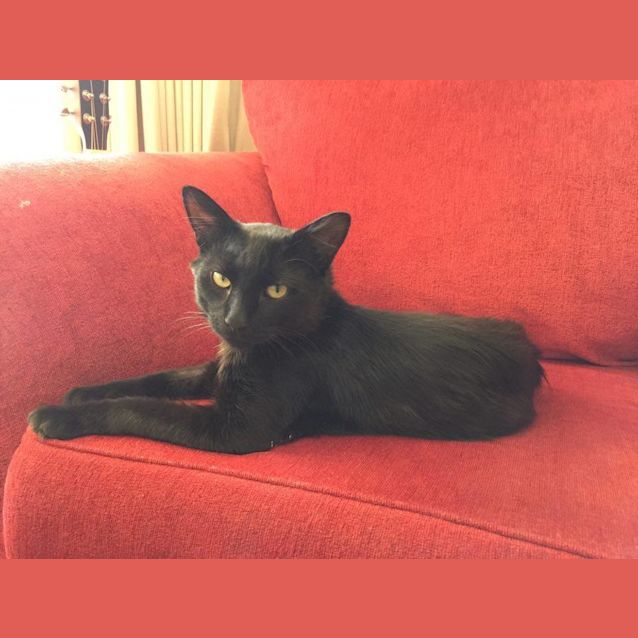 Photo of Toothless