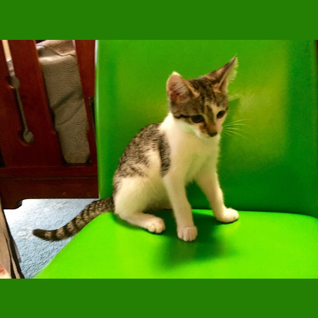 Photo of Ziggy Kitten