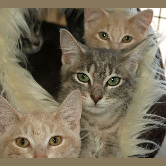 Photo of Oscar Kitten 