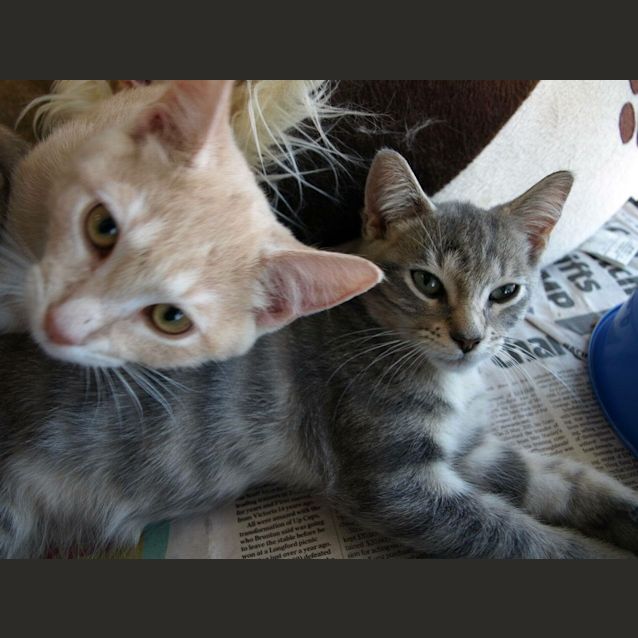 Photo of Oscar Kitten 