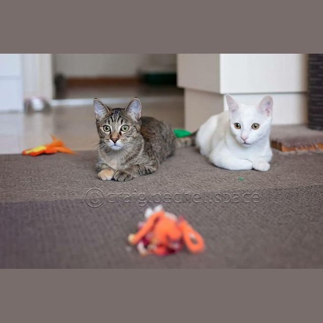 Photo of Curlea Kitten