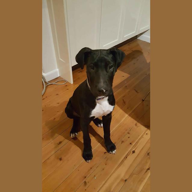 Photo of George ** A Love Bug **