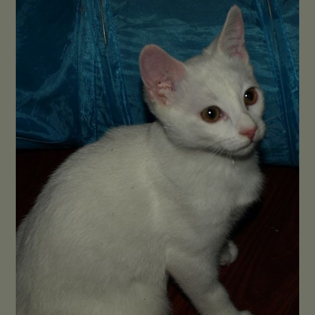 Photo of Curlea Kitten