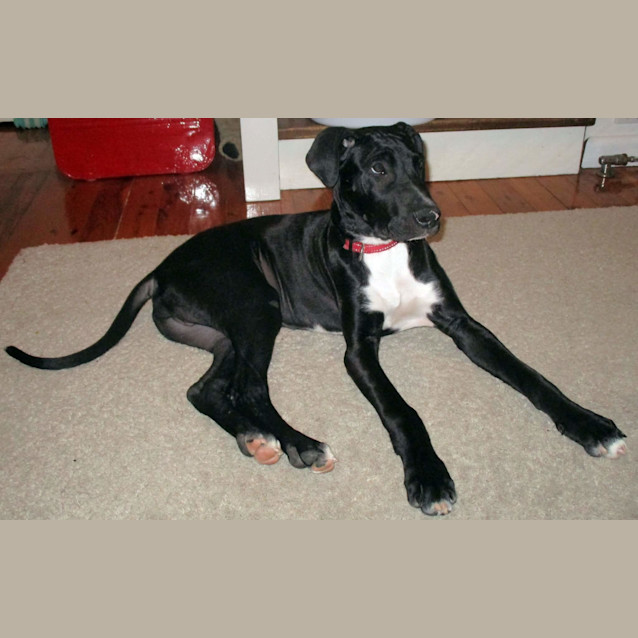 Photo of George ** A Love Bug **