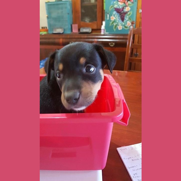 Photo of Jasper