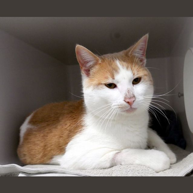 Photo of Weasley Sta011505