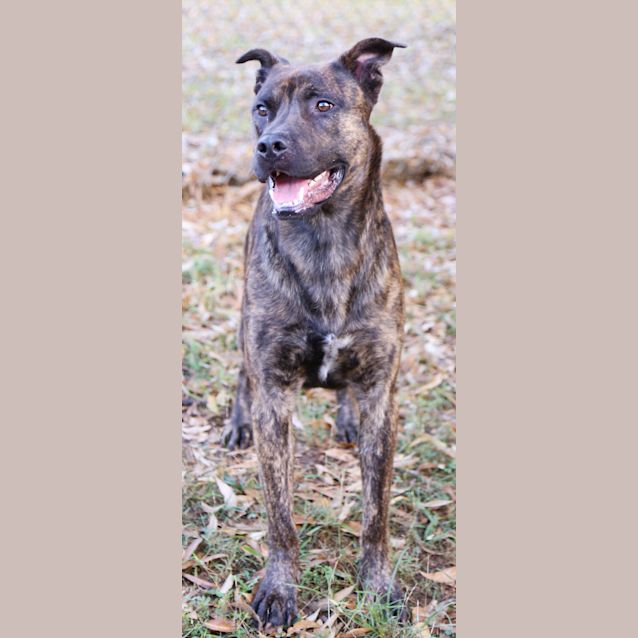 Photo of Bruce. Ref:27422