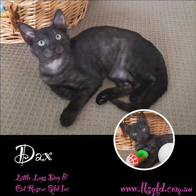 Photo of Dax