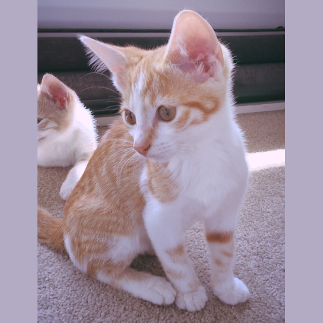 Photo of Pascal