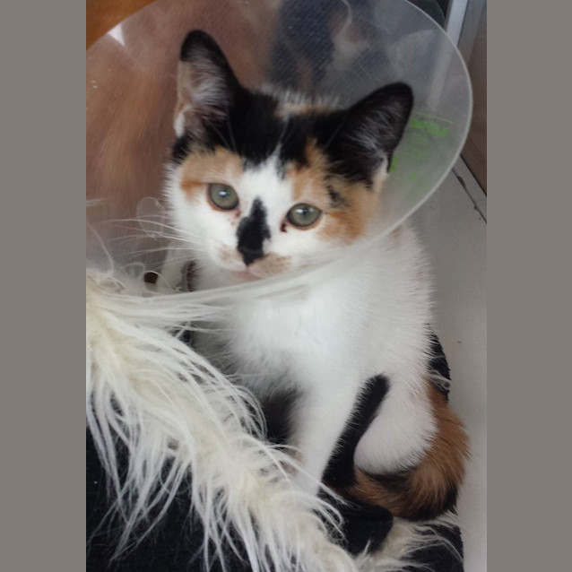 Photo of Kittens (On Display At Vets On Parker)