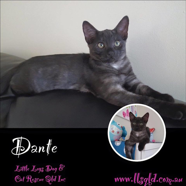 Photo of Dante