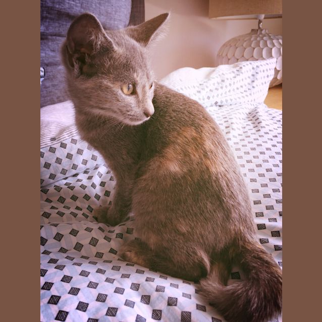 Photo of Gracie