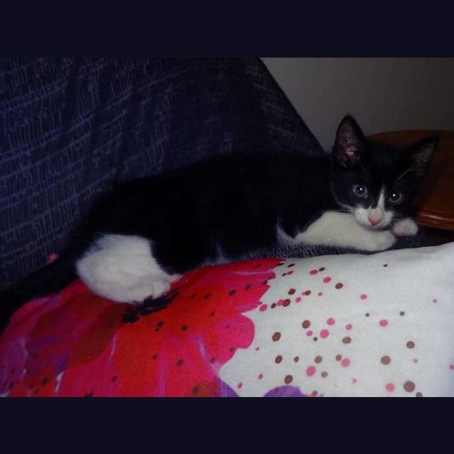 Photo of Kingsley