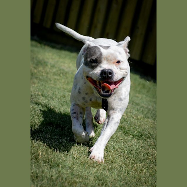 Photo of Ghost