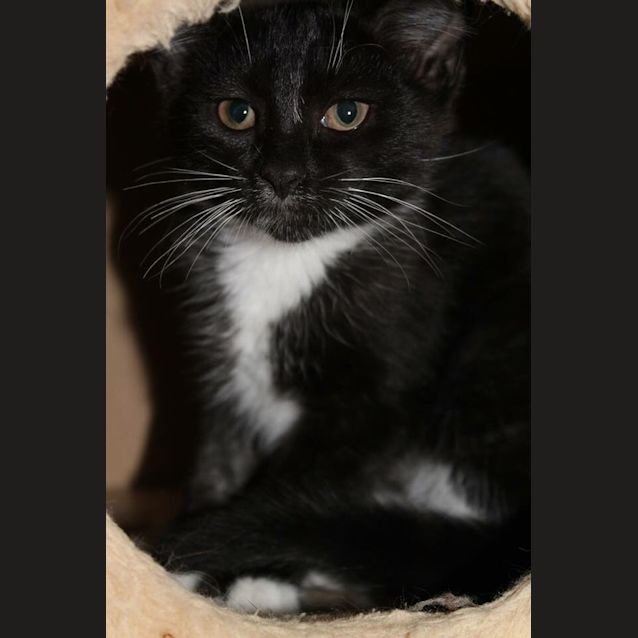 Photo of Clio