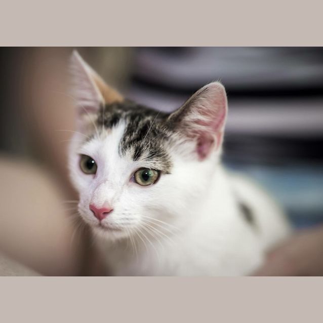 Photo of Cadbury   I'm Sweeter Than Chocolate!