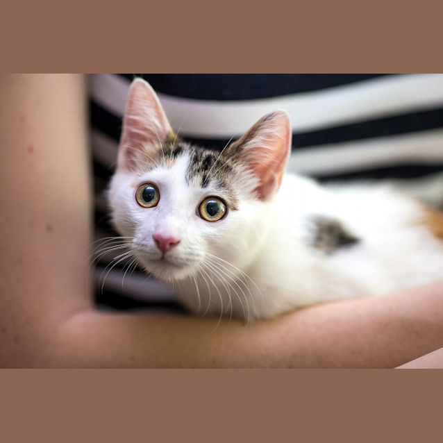 Photo of Cadbury   I'm Sweeter Than Chocolate!