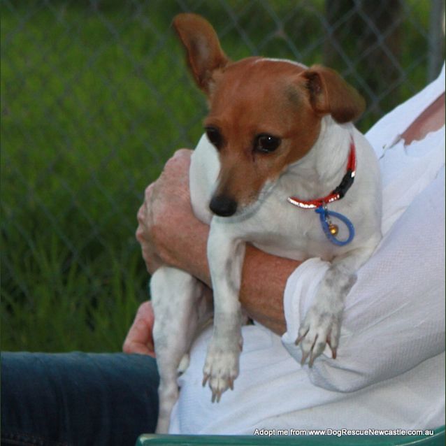 Photo of Tiny ~ Miniature Fox Terrier On Trial 29/01/16