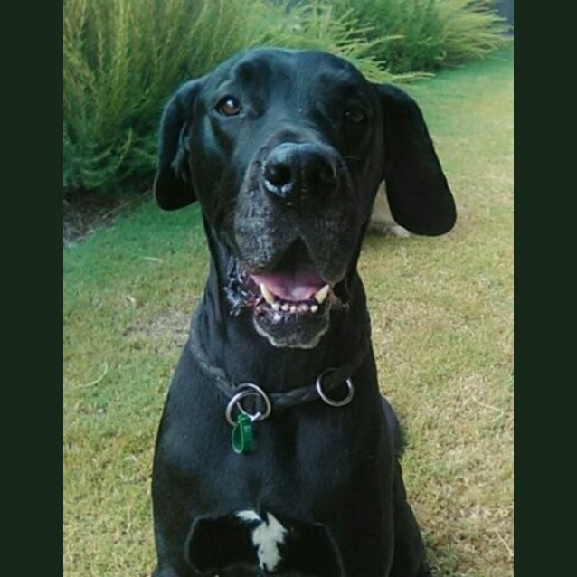 Photo of Shadow (Wa)