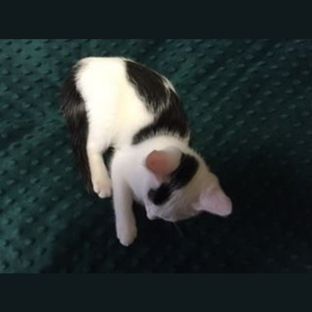 Photo of Charley C Kitten