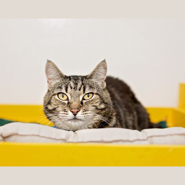 Photo of Calina