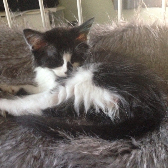 Photo of Huxley