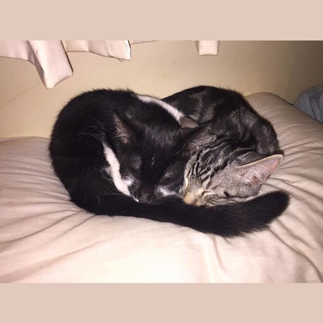 Photo of Milo