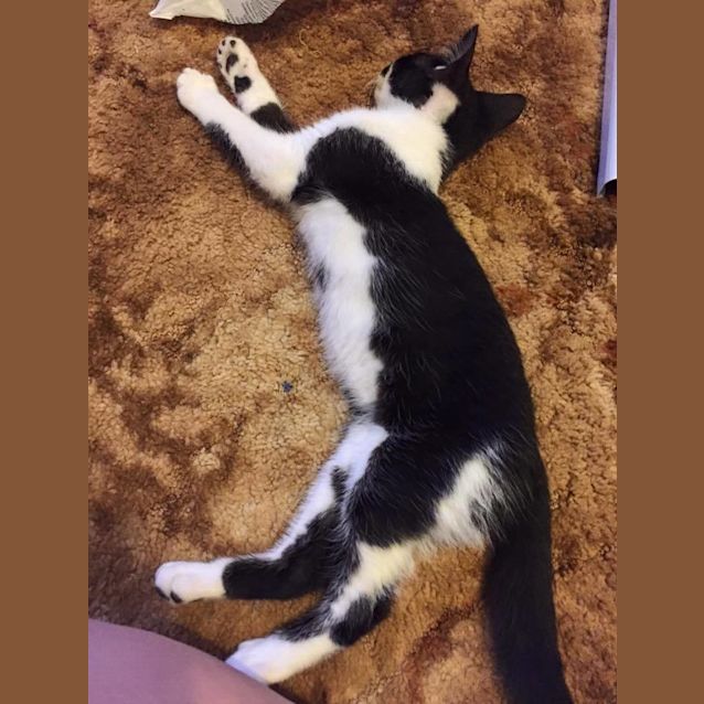 Photo of Milo