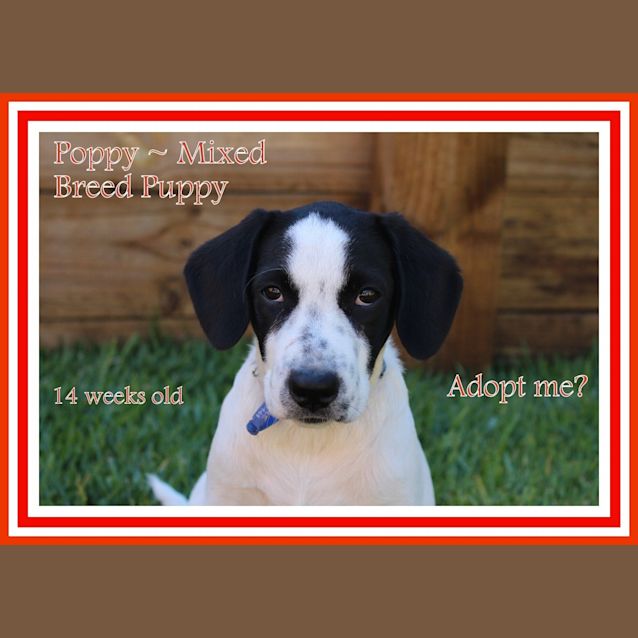 Photo of Poppy ~ Puppy, Medium Sized (Trial 16/4/16)