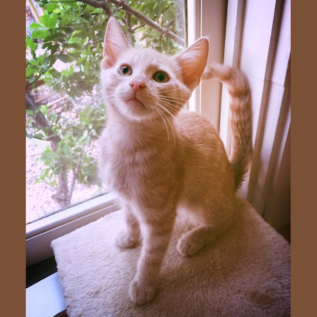 Photo of Pumpkin