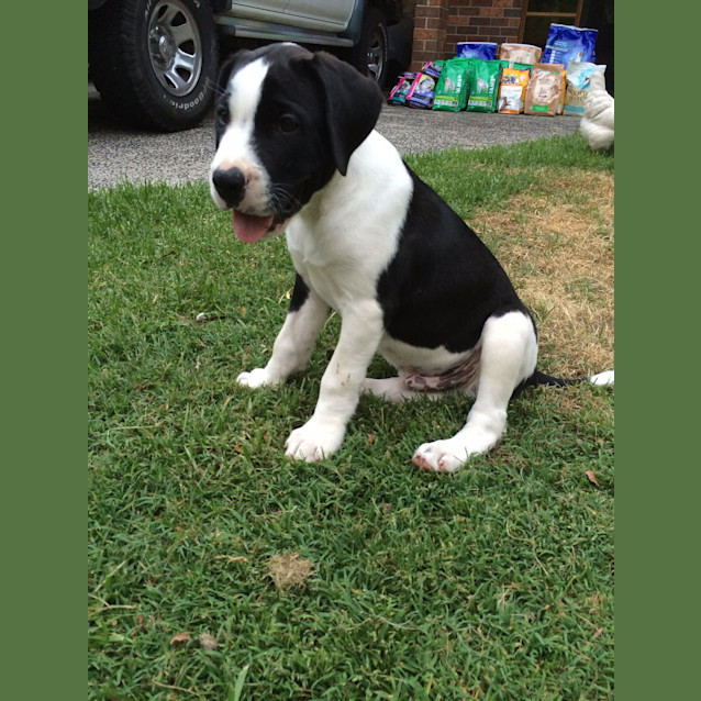 Photo of Barney (Dog/Cat/Child Friendly)
