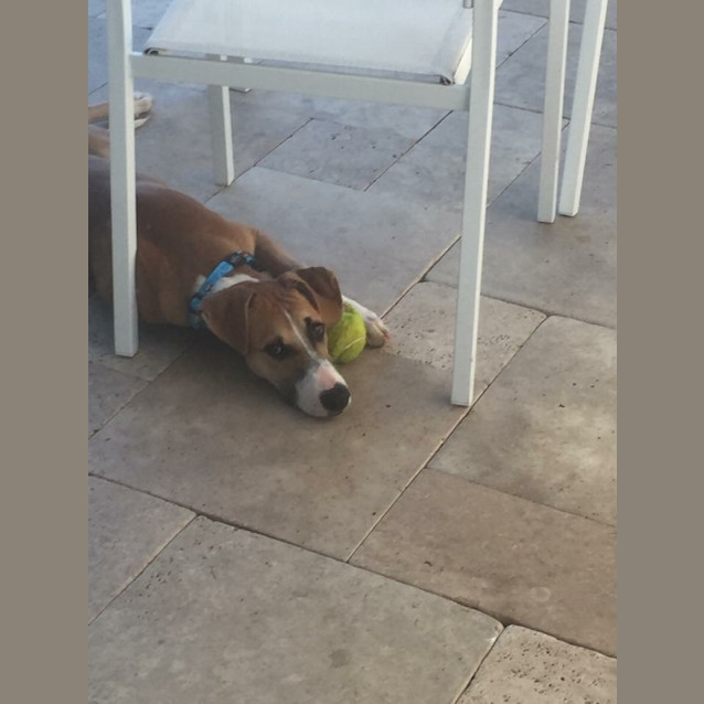Photo of Ripley (Child/Dog Friendly)