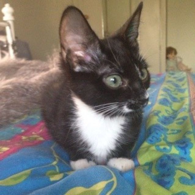 Photo of Shakespeare