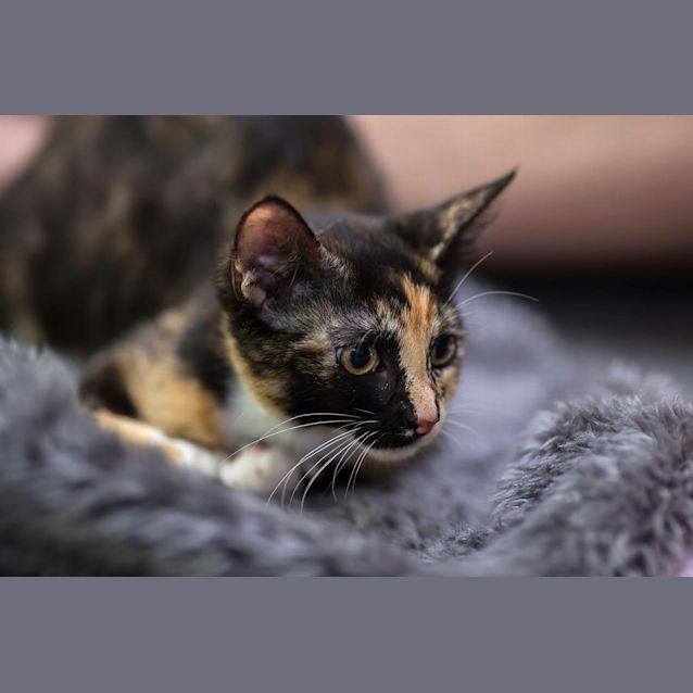 Photo of Cinnamon & Cashew