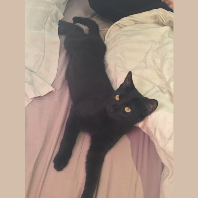 Photo of Neville (Ready To Go!) 