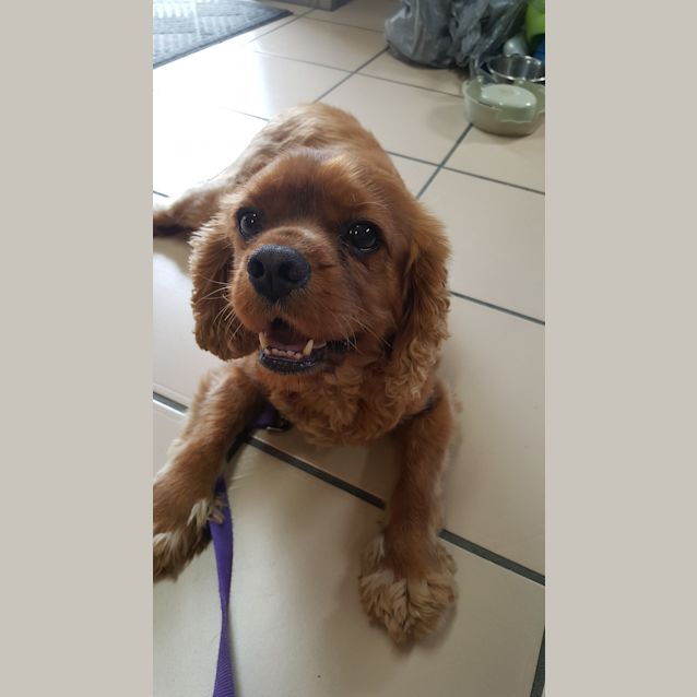 Photo of Bailey