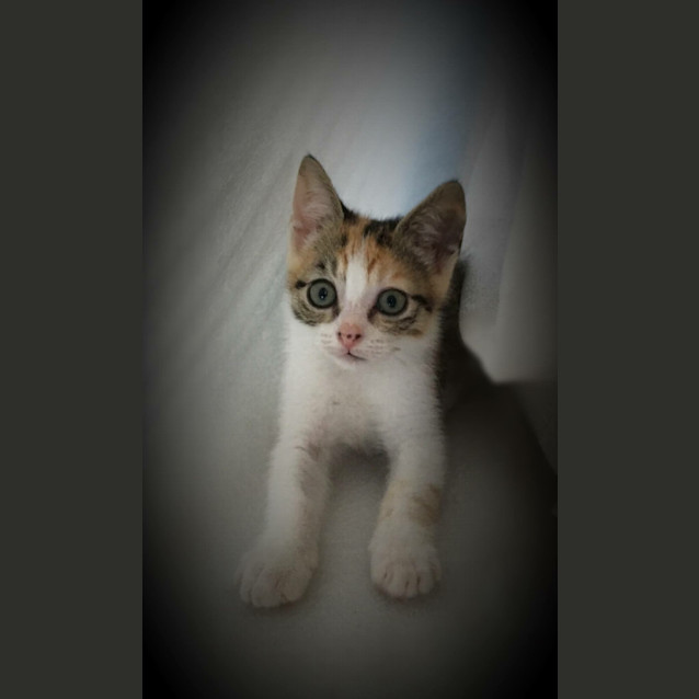 Photo of Poppy *•Adopt Me•* Stunning, Fun & Loving😻!