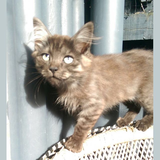 Photo of Flora