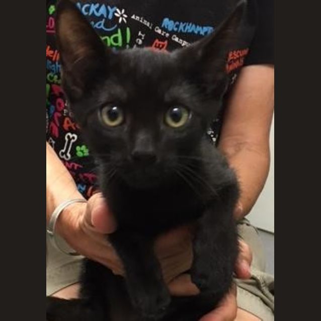 Photo of Onyx