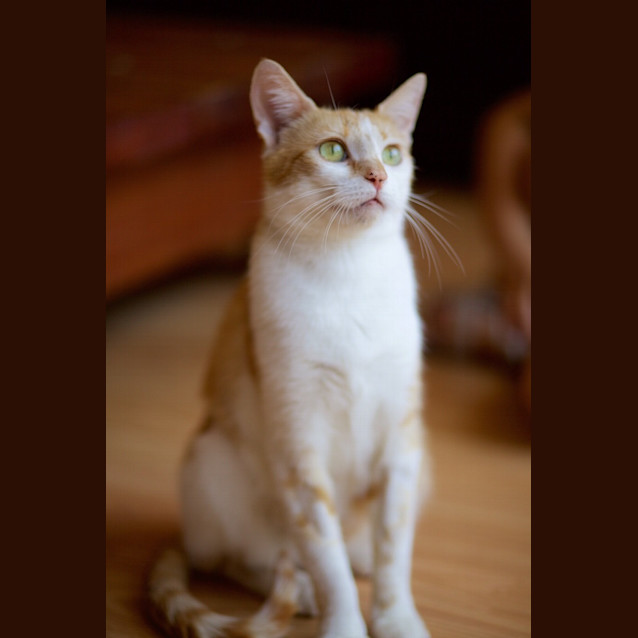 Photo of Candy ($25 Adoption Fee)