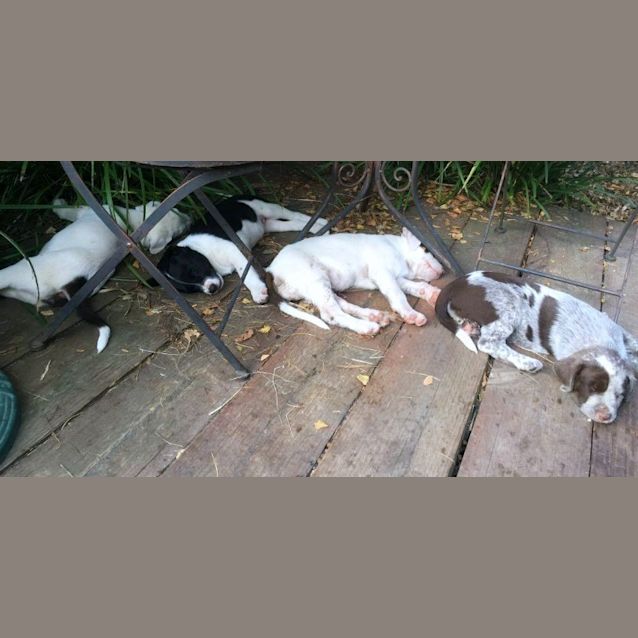 Photo of Puppies!!! Group Meet 14/03 1pm In Croydon!